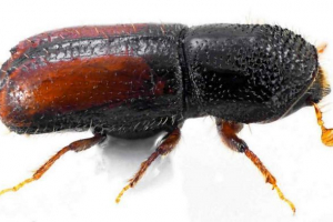 Engraver common - pest z ras iglastych